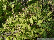 Cypripedium sp.,lady's-slipper orchid, Sheep Creek trail, Kluane Park, Yukon