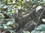 Tamias minimus, Least chipmunk, Tamia mineur, Sheep Creek trail, Kluane Park, Yukon