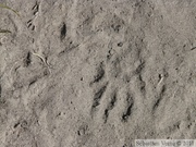 Marmota caligata, Hoary Marmot track, empreinte de Marmotte des Rocheuses, Sheep Creek trail, Kluane Park, Yukon