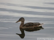 Anas platyrhyncos, Mallard, Canard colvert, femelle, Pickhandle Lake, Alaska Highway, Yukon 