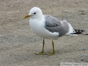 Larus canus, Mew Gull, Goéland cendré, Beaver Creek, Alaska Highway, Yukon