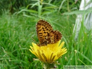 Boloria chariclea, Arctic Fritillary, Alaska Highway, frontière Alaska/Yukon