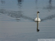 Cygnus buccinator, Trumpeter swan, cygne trompette, Alaska Highway, frontière Alaska/Yukon