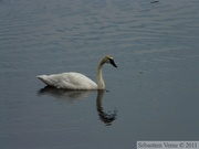 Cygnus buccinator, Trumpeter swan, cygne trompette, Alaska Highway, frontière Alaska/Yukon