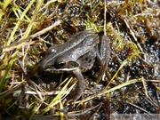 Rana sylvatica