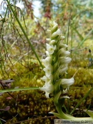 Spiranthes romanzoffiana, Hooded Lady's-tresses, Hidden Lake Trail, Tetlin wildlife refuge, Alaska