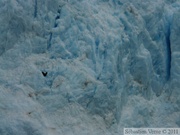 Meares glacier, Prince William sound cruise, Alaska