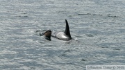 Orcinus orca, Killer whales, Orques, Prince William sound cruise, Alaska