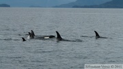 Orcinus orca, Killer whales, Orques, Prince William sound cruise, Alaska