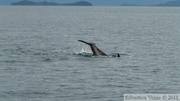 Orcinus orca, Killer whales, Orques, Prince William sound cruise, Alaska