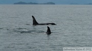 Orcinus orca, Killer whales, Orques, Prince William sound cruise, Alaska