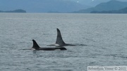 Orcinus orca, Killer whales, Orques, Prince William sound cruise, Alaska