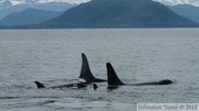 Orcinus orca, Killer whales, Orques, Prince William sound cruise, Alaska