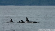 Orcinus orca, Killer whales, Orques, Prince William sound cruise, Alaska