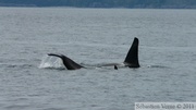 Orcinus orca, Killer whales, Orques, Prince William sound cruise, Alaska