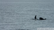 Orcinus orca, Killer whales, Orques, Prince William sound cruise, Alaska