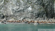 Eumetopias jubatus, Steller's Sea lions, Lions de mer de Steller, Prince William sound cruise, Alaska