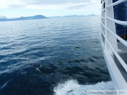 Phocoenoides dalli, Dall's porpoise, Marsouin de Dall, Prince William sound cruise, Alaska