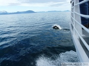 Phocoenoides dalli, Dall's porpoise, Marsouin de Dall, Prince William sound cruise, Alaska