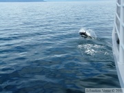 Phocoenoides dalli, Dall's porpoise, Marsouin de Dall, Prince William sound cruise, Alaska