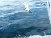 Phocoenoides dalli, Dall's porpoise, Marsouin de Dall, Prince William sound cruise, Alaska