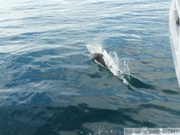 Phocoenoides dalli, Dall's porpoise, Marsouin de Dall, Prince William sound cruise, Alaska