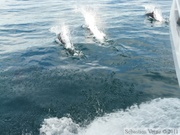 Phocoenoides dalli, Dall's porpoise, Marsouin de Dall, Prince William sound cruise, Alaska