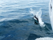 Phocoenoides dalli, Dall's porpoise, Marsouin de Dall, Prince William sound cruise, Alaska