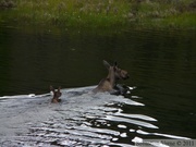 Alces alces, moose, élan, Denali Highway, Alaska