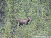 Alces alces, moose, élan, Denali Highway, Alaska