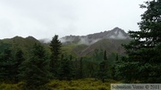 Denali Park, Alaska