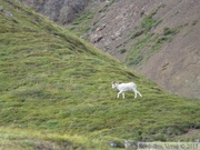 Ovis dalli, Dall sheeps, Mouflon de Dall, Igloo mountain hike, Denali Park, Alaska