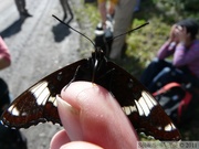 Limenitis arthemis rubrofasciata, White Admiral, Amiral, Igloo mountain hike, Denali Park, Alaska