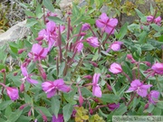 Epilobium latifolium, Broad-leaved willowherb, Épilobe à larges feuilles, Denali Highway, Alaska