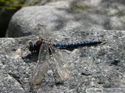 Aeshna septentrionalis, Azure Darner, Æschne septentrionale, mâle, Alaska Highway, Yukon