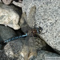 Aeshna septentrionalis, Azure Darner, Æschne septentrionale, mâle, Alaska Highway, Yukon