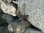 Aeshna septentrionalis, Azure Darner, Æschne septentrionale, mâle, Alaska Highway, Yukon