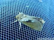Hepialidae
