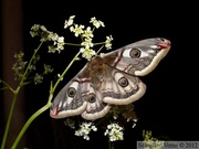 Saturniidae