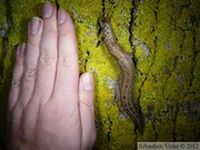 Limax maximus, la Limace léopard