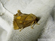 Limacodidae