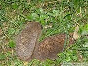 Erinaceus europaeus, hérisson, couple, mâle à gauche