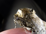 Cossidae