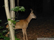 Capreolus capreolus, Chevreuil