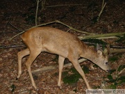 Capreolus capreolus, Chevreuil