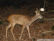 Capreolus capreolus, Chevreuil