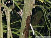 Eliomys quercinus, Lérot