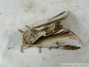 Pheosia gnoma, le Bombyx dyctéoïde