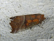 Scolioptreyx libatrix, la découpure
