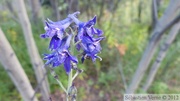 Delphinium sp., Larkspur, dauphinelle, Red ridge, Yukon